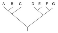 Use the following tree to answer the question below.   Which of the following trees, if any, depicts the same relationship among species as shown above? A)    B)    C)    D)  None of the above.