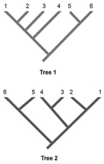   In the accompanying phylogenetic trees, numbers represent species and the same species are shown in both trees. Which two species are represented as sister species in Tree 2 but are not shown as sister species in Tree 1? A)  1 and 2 B)  2 and 3 C)  3 and 4 D)  4 and 5 E)  5 and 6