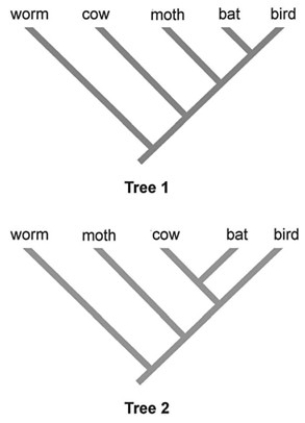   Considering the phylogenetic trees above as strictly hypothetical and applying the principle of parsimony to the trait  ability to fly,  which of the two phylogenetic trees shown is better? A)  Tree 1 B)  Tree 2 C)  Both trees are equally parsimonious. D)  Since the trees show different evolutionary relationships, you cannot determine which is more parsimonious.