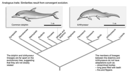   We know the streamlined bodies shown in the accompanying figure are examples of homoplasy. If the following groups also had streamlined bodies, which of the groupings would give the most support to this body type being homologous? A)  lizards and elephants B)  pterosaurs, dinosaurs, and birds C)  synapsids, monotremes, marsupials, rodents, and primates D)  lizards, pterosaurs, dinosaurs, birds, synapsids, monotremes, marsupials, rodents, and primates E)  elephants only