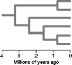   Which of the following is TRUE of all horizontally oriented phylogenetic trees, where time advances to the right? A)  Each branch point represents a point in absolute time. B)  Organisms represented at the base of such trees are descendants of those represented at higher levels. C)  The fewer branch points that occur between two taxa, the more divergent their DNA sequences should be. D)  The common ancestor represented by a branch point farther right existed more recently in time than the common ancestors represented at branch points located farther to the left. E)  The more branch points there are, the fewer taxa are likely to be represented.