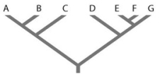   Refer to the accompanying figure. Which of the following forms a monophyletic group? A)  A, B, C, D B)  C and D C)  D, E, and F D)  E, F, and G