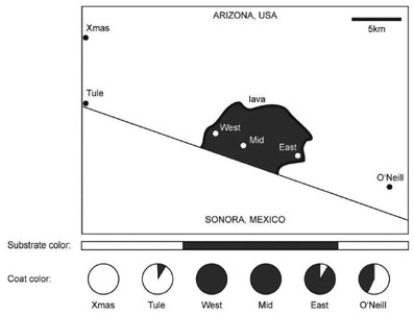 The following question(s)  are based on information in Hopi E. Hoekstra, Kristen E. Drumm, and Michael W. Nachman,  Ecological Genetics of Adaptive Color Polymorphism in Pocket Mice: Geographic Variation in Selected and Neutral Genes,  Evolution 58(6) , 2004: 1329-41.   -The accompanying figure shows the distribution of pocket-mouse coat colors in several Arizona populations found either on light-colored granite substrate or on dark volcanic rock (dark substrate) . The Melanocortin-1 receptor (Mc1r)  alleles, D and d, differ by four amino acids. Mice with DD and Dd genotypes have dark coats, whereas mice with the dd genotype are light colored. What sort of genotype frequencies might you expect to find in the Xmas, Mid, and O'Neill populations? A)  Xmas-high DD frequency; Mid-high Dd frequency, O'Neill-high dd frequency B)  Xmas-high Dd frequency; Mid-high DD frequency, O'Neill-high dd frequency C)  Xmas-high Dd frequency; Mid-high dd frequency, O'Neill-high DD frequency D)  Xmas-high dd frequency; Mid-high Dd frequency, O'Neill-high DD frequency E)  Xmas-high dd frequency; Mid-high DD frequency, O'Neill-high Dd frequency