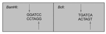 The restriction enzymes BamHI and BclI cut at the points indicated by arrows:   If one sample of DNA was cut with BamHI and another with BclI, and these two samples were mixed and treated with DNA ligase, what would occur? A)  No DNAs would be ligated (joined together) . B)  Only the BamHI-cut DNA would be ligated. C)  Only the BclI-cut DNA would be ligated. D)  Both BamHI-cut and BclI-cut DNAs would be ligated but only to DNA fragments cut with the same enzyme (for example, BamHI fragments would be ligated only to other BamHI fragments) . E)  Both BamHI-cut and BclI-cut DNAs would be ligated with no preference for which fragment is ligated to another.