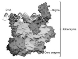   The enzyme complex associated with DNA in the associated figure is ________. A)  helicase B)  DNA polymerase C)  RNA polymerase D)  topoisomerase