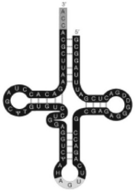   -In the figure associated with this question, what is the function of the AGU on the loop of the tRNA? A)  It attaches to the amino acid. B)  It base pairs with a codon of mRNA. C)  It stabilizes the tRNA-amino acid complex. D)  It is the active site of this ribozyme.