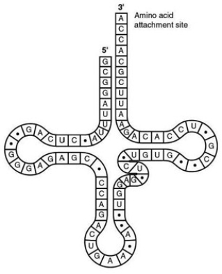   -The figure associated with this question represents a tRNA that recognizes and binds a particular amino acid (in this instance, phenylalanine) . Which codon on the mRNA strand codes for this amino acid? A)  UGG B)  GUG C)  GUA D)  UUC E)  CAU