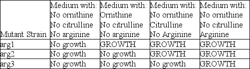     According to the table and the figure associated with this question, which enzyme is defective in the strain with the arg2 mutation? A)  the enzyme that converts the precursor to ornithine B)  the enzyme that converts ornithine to citrulline C)  the enzyme that converts citrulline to arginine D)  the enzyme that converts the precursor to citrulline
