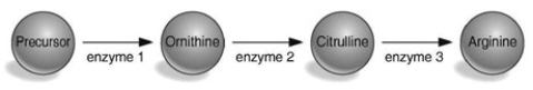     According to the table and the figure associated with this question, which enzyme is defective in the strain with the arg2 mutation? A)  the enzyme that converts the precursor to ornithine B)  the enzyme that converts ornithine to citrulline C)  the enzyme that converts citrulline to arginine D)  the enzyme that converts the precursor to citrulline
