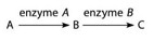   Refer to the metabolic pathway illustrated in the associated figure. If A, B, and C are all required for growth, a strain mutant for the gene encoding enzyme B would be able to grow on medium supplemented with ________. A)  nutrient A only B)  nutrient B only C)  nutrient C only D)  nutrients A and C