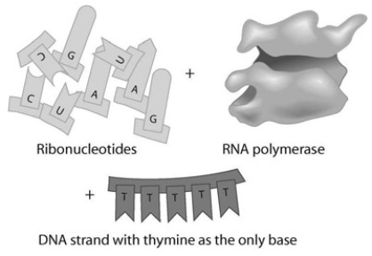   Given the DNA template shown in the associated figure, which of the following bases would you find in a complementary RNA strand and where would they be synthesized? A)  A-A-A-A-A; nucleus B)  U-U-U-U-U; nucleus C)  A-A-A-A-A; ribosome D)  U-U-U-U-U; ribosome