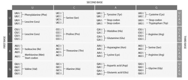   Consider the following section of mRNA: UCUGAUGGGCUUU… Beginning with the start codon, which amino acids, in order, are coded for by this section of mRNA? Consult the codon table provided if necessary. A)  serine, aspartic acid, glycine, leucine B)  methionine, glycine, phenylalanine C)  methionine, valine, glycine, phenylalanine D)  threonine, methionine, glycine