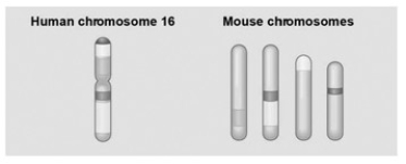   The associated figure shows a diagram of blocks of genes on human chromosome 16 and the locations of blocks of similar genes on four chromosomes of the mouse. The movement of these blocks suggests that ________. A)  during evolutionary time, these sequences have separated and have returned to their original positions B)  DNA sequences within these blocks have become increasingly divergent C)  sequences represented have duplicated at least three times D)  chromosomal translocations have moved blocks of sequences to other chromosomes E)  higher mammals have more convergence of gene sequences related in function