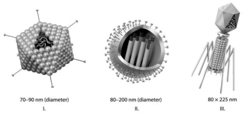   In the figure associated with this question, which of the three types of viruses shown would you expect to include a capsid(s) ? A)  I only B)  II only C)  III only D)  I and II only E)  I, II, and III