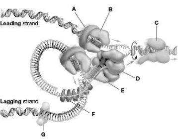   Refer to the figure associated with this question. Which structure is responsible for stabilizing DNA in its single-stranded form? A)  A B)  B C)  C D)  D