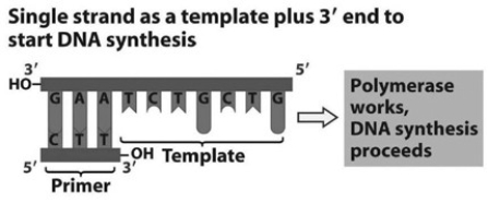   Refer to the figure associated with this question. What bases will be added to the primer as DNA replication proceeds? The bases should appear in the new strand in the order that they will be added starting at the 3' end of the primer. A)  C, A, G, C, A, G, A B)  T, C, T, G, C, T, G C)  A, G, A, C, G, A, C D)  G, T, C, G, T, C, T
