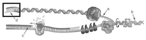   Identify the lagging strand during duplication of DNA starting from a double helix in the accompanying figure. A)  a B)  b C)  c D)  d