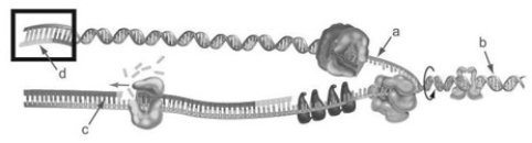   In the accompanying figure, which is the template strand? A)  a B)  b C)  c D)  d