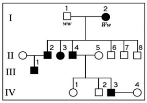 The following question(s)  refer to the pedigree chart in the accompanying figure for a family, some of whose members exhibit the dominant trait, W. Affected individuals are indicated by a dark square or circle.   -What is the probability that individual III-1 is Ww? A)  3/4 B)  1/4 C)  2/4 D)  2/3 E)  1
