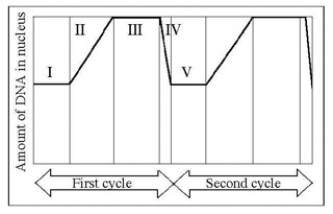 The following question(s)  are based on the accompanying figure.   -In the figure, G1 is represented by which numbered part(s)  of the cycle? A)  I or V B)  II or IV C)  III only D)  IV only E)  V only