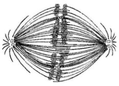   If the cell whose nuclear material is shown in the accompanying figure continues toward completion of mitosis, which of the following events would occur next? A)  cell-membrane synthesis B)  spindle fiber formation C)  nuclear envelope breakdown D)  formation of telophase nuclei E)  synthesis of chromatids