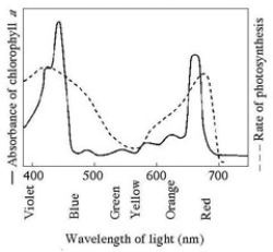 Use the accompanying figure to answer the question below.   The figure shows the absorption spectrum for chlorophyll a and the action spectrum for photosynthesis. Why are they different? A)  Green and yellow wavelengths inhibit the absorption of red and blue wavelengths. B)  Bright sunlight destroys photosynthetic pigments. C)  Oxygen given off during photosynthesis interferes with the absorption of light. D)  Other pigments absorb light in addition to chlorophyll a. E)  Aerobic bacteria take up oxygen, which changes the measurement of the rate of photosynthesis.