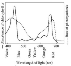 Use the accompanying figure to answer the question(s)  below.   -As electrons are passed through the system of electron carriers associated with photosystem II, they lose energy. What happens to this energy? A)  It excites electrons of the reaction center of photosystem I. B)  It is lost as heat. C)  It is used to establish and maintain a proton gradient. D)  It is used to phosphorylate NAD+ to NADPH, the molecule that accepts electrons from photosystem I.