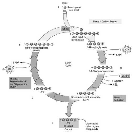 Use the accompanying figure and the molecules labeled A, B, C, D, and E to answer the following question.   Refer to the figure. If the carbon atom of each of the incoming CO2 molecules is labeled with a radioactive isotope of carbon, which organic molecules will be radioactively labeled after one cycle? A)  C only B)  B, C, D, and E C)  C, D, and E only D)  B and C only E)  B and D only
