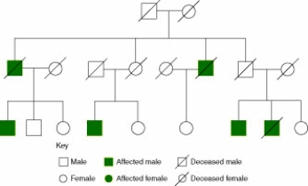 A female patient comes to the clinic with a family health history pedigree as shown in Figure 16-1.   The patient wants to know whether she is at risk for a genetic disorder that shows up in the pedigree.The best response by the genetics nurse is: A)  Definitely.As you see,two women have died from the disease.  B)  Maybe.You have three close female relatives who are affected.  C)  No.It appears that this disease seems to affect only the men in your family.  D)  This pedigree is not detailed or lengthy enough to be helpful. 
