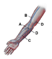 Identify the lettered item on the following figure.     A: ____________________