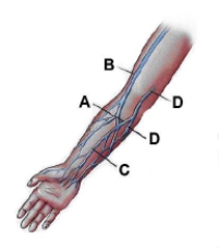 Identify the lettered item on the following figure.     D: ____________________