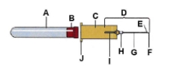 Identify the lettered item on the following figure.     I: ____________________