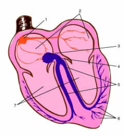 Item #1 on this image of the electrical flow within the heart is the ____________.     ________________