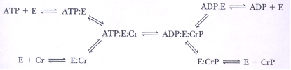 In the enzyme catalyzed reaction sequence below,can the E-PO₄- intermediate be predicted and why?   A) Yes,the mechanism is a double-displacement reaction. B) Yes,the reaction fits the Ping-Pong model. C) No,the reaction is random single displacement. D) No,the reaction is double displacement.