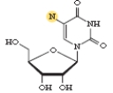 Which of the following compounds identifies the structure below?   A) 4SU B) 5BrU C) 5IU D) 6SG