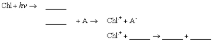 If A and B represent electron-transfer molecules adjacent to chlorophyll (Chl)  in the membrane, fill in the reaction sequence:   A)  Chl; Chl; A−; Chl<sup>+</sup>; B− B)  Chl*; Chl*; A−; Chl; B<sup>+</sup> C)  Chl*; Chl*; A<sup>+</sup>; Chl−; B<sup>+</sup> D)  Chl−; Chl−; A<sup>+</sup>; Chl; B− E)  Chl−; Chl−; A−; Chl<sup>+</sup>; B− 