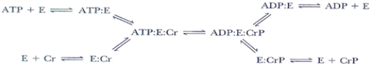 In the enzyme catalyzed reaction sequence below, can the E-PO<sub>4</sub>− intermediate be predicted and why?   A)  Yes, the mechanism is a double-displacement reaction. B)  Yes, the reaction fits the ping-pong model. C)  No, the reaction is random single-displacement. D)  No, the reaction is double-displacement. E)  None of the above. 