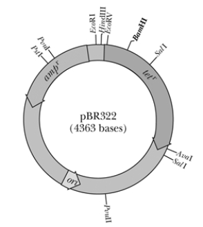 If the pBR322 were treated with PstI in order to insert a gene into the plasmid, which of the following would be correct regarding cells that were transformed with the resulting vector?   A)  cells that contained the desired vector would be resistant to ampicillin but sensitive to tetracycline B)  cells that contained the desired vector would be resistant to tetracycline but sensitive to ampicillin C)  cells that contained the desired vector would be resistant to both ampicillin and tetracycline D)  cells that contained the desired vector would be sensitive to both ampicillin and tetracycline E)  none of the above 