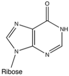 Inosine, one of the common alternative bases found in RNA, is shown below. How would inosine form hydrogen bonds in a double helical section of RNA?   A)  1 H-bond donor group, 0 H-bond acceptor groups B)  0 H-bond donor groups, 1 H-bond acceptor group C)  1 H-bond donor group, 1 H-bond acceptor group D)  2 H-bond donor groups, 1 H-bond acceptor group E)  1 H-bond donor group, 2 H-bond acceptor groups 