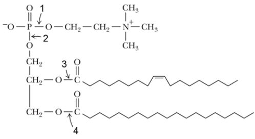Which of the following bonds would be cleaved by phospholipase C?   A)  1 B)  2 C)  3 D)  4 E)  none of the above 