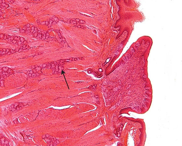 Identify the gland at the tip of the arrow   A)  glands of Blandin-Nuhn B)  posterior mucous gland C)  glands of von Ebner D)  glands of Serres E)  glands of Littre