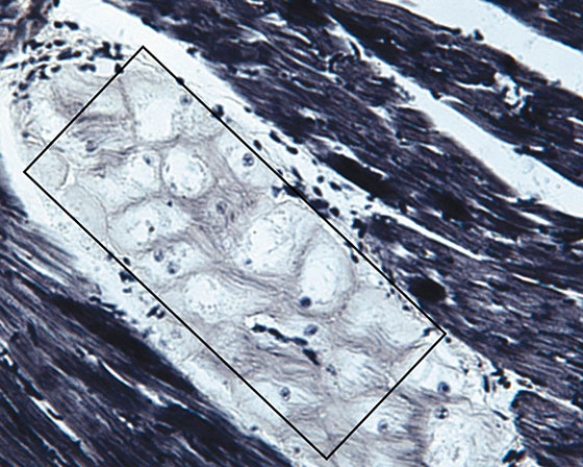 The cells located within the rectangle   A)  are modified smooth muscle cells B)  are modified skeletal muscle cells C)  function in contraction D)  function in impulse transmission E)  function in glucose transport