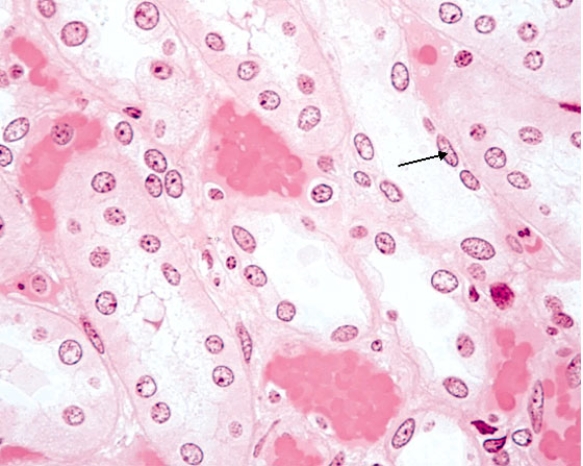 Epithelium And Glands - Histology | Biology+