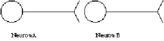 Consider the synapse shown schematically here.If neuron A causes neuron B to become hyperpolarized relative to B's resting state,   A) neuron B is more likely to fire its own action potential. B) neuron B is less likely to release neurotransmitter molecules from its own axon terminal. C) neuron B is more likely to absorb extracellular potassium through voltage-gated channels. D) neuron B is less likely to absorb extracellular sodium through the sodium-potassium pump.
