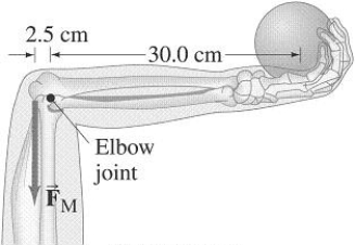 FIGURE 12-7   -Assuming the lower arm has a mass of 2.8 kg and its CG is 12 cm from the elbow-joint pivot, how much force must the extensor muscle in the upper arm exert on the lower arm to hold a 7.5 kg shot put (Fig. 12-7) ? A) 100 N B) 500 N C) 750 N D) 1000 N E) 1500 N