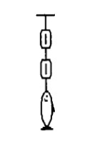 FIGURE 4-3   -A 16-kg fish is weighed with two spring scales, each of negligible weight, as shown in Fig. 4-3. What will be the readings on the scales? A) The bottom scale will read 16 kg, and the top scale will read zero. B) The sum of the two readings will be 32 kg. C) The top scale will read 16 kg, and the bottom scale will read zero. D) Each scale will show a reading greater than zero and less than 16 kg, but the sum of the two readings will be 16 kg. E) Each scale will read 8 kg.