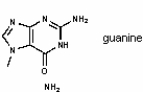 The molecule drawn below is an example of __________   A)  a nucleic acid base B)  an amino acid C)  a carbohydrate D)  a fatty acid E)  a lipid