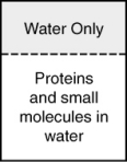 In the process of dialysis, a special semipermeable membrane allows both small molecules and water to pass through, but not large protein molecules. These membranes are used to separate these small molecules and ions from much larger proteins. If a mixture of proteins and small molecules were separated from pure water by a dialysis membrane as shown in the figure, which way would the molecules flow?   A)  Both water and small molecules would pass through into the pure water. B)  Only the proteins would pass through into the pure water. C)  Water would enter the solution while small molecules would pass through into the pure water. D)  Only small molecules would pass through the membrane, water and proteins would not. E)  Only water would pass through the membrane into the solution.