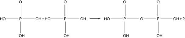 Two phosphoric acid molecules can combine to make pyrophosphoric acid and another molecule as shown here. The pyrophosphoric acid molecule is a phosphoester and is a structural element in the ADP/ATP metabolic energy system. What molecule is represented by the question mark in the structural reaction equation below?   A)  O<sub>2</sub> B)  OH<sup>-</sup> C)  H<sub>2</sub>O D)  PO E)  H<sub>2</sub>
