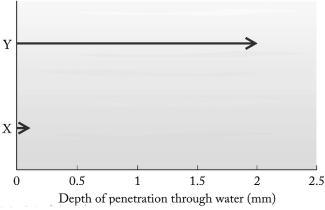  Particles emitted in radioactive decay have different penetrating power. The penetration depths of two particles, labeled X and Y, in a column of water are shown below. The X particle most likely is ________   A)  an \alpha particle. B)  a  \beta  particle. C)  a positron. D)  a  \gamma ray. 
